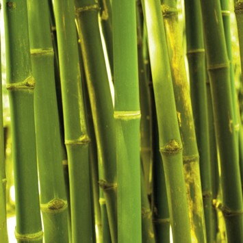 Servítky Green Bamboo