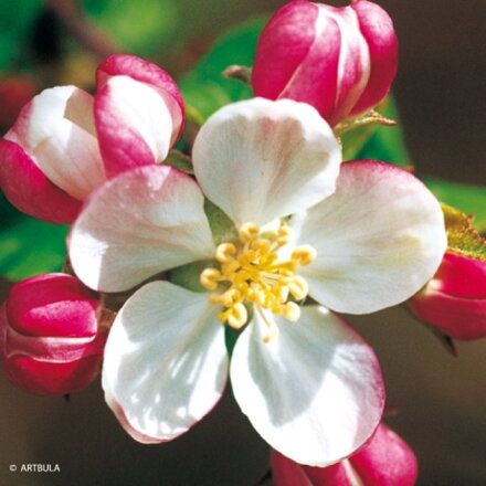 Servítky Apple blossom